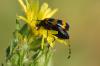 Mylabris variabilis